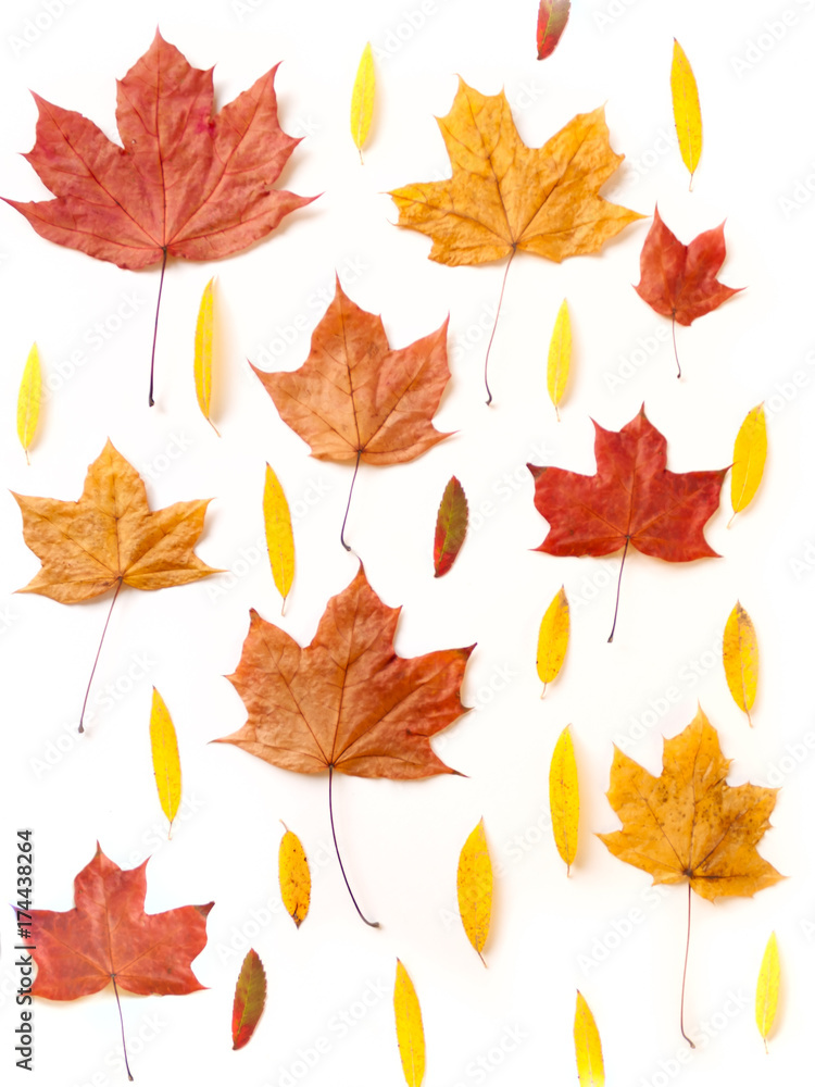 Autumn leaves on white background Autumn leaves on white background