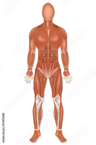  Man muscular system anterior view isolated. Human muscle anatomy. 