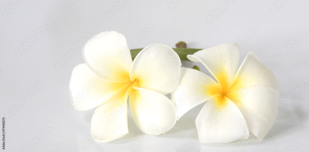 flower frangipani on white background