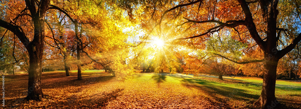Plakat Die Sonne verzaubert die Bäume im Herbst, Panorama in einem schönem Park