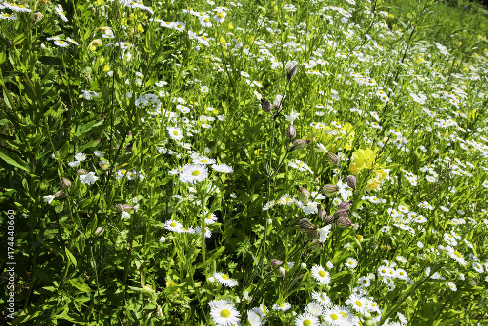 野の花 野の花