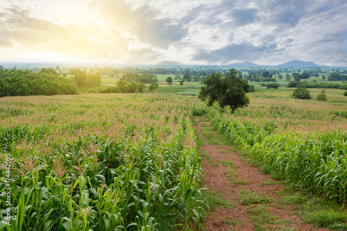 view of corn field in countryside at sunset