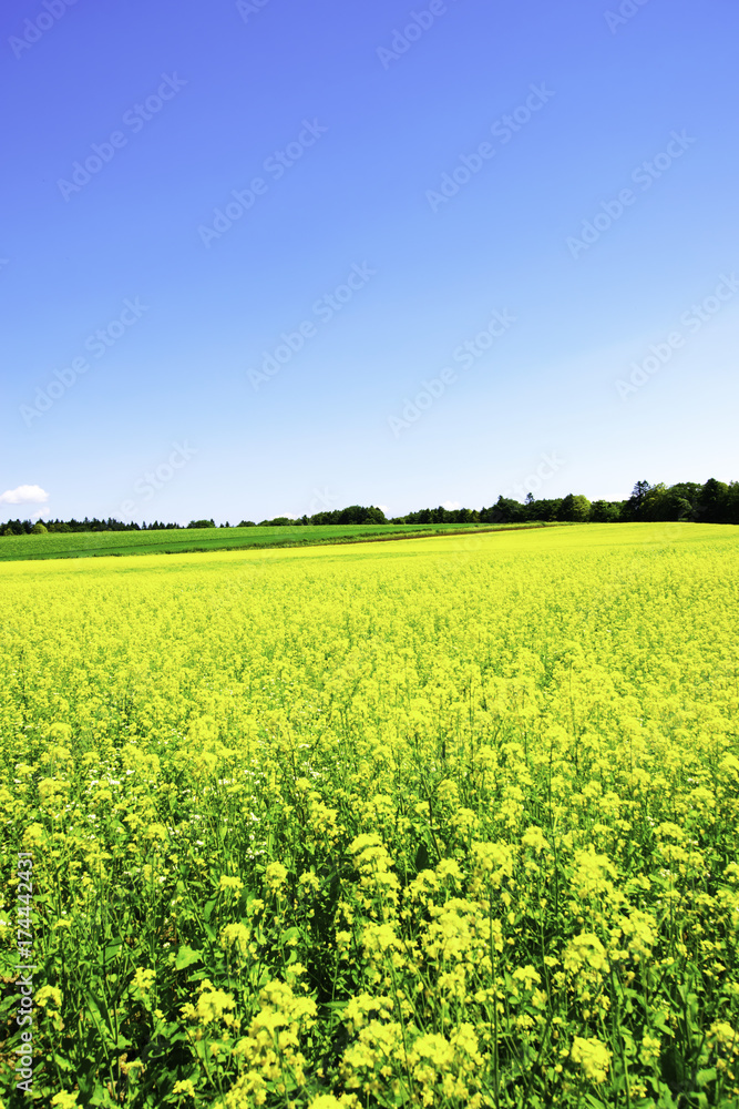 Obraz premium 菜の花