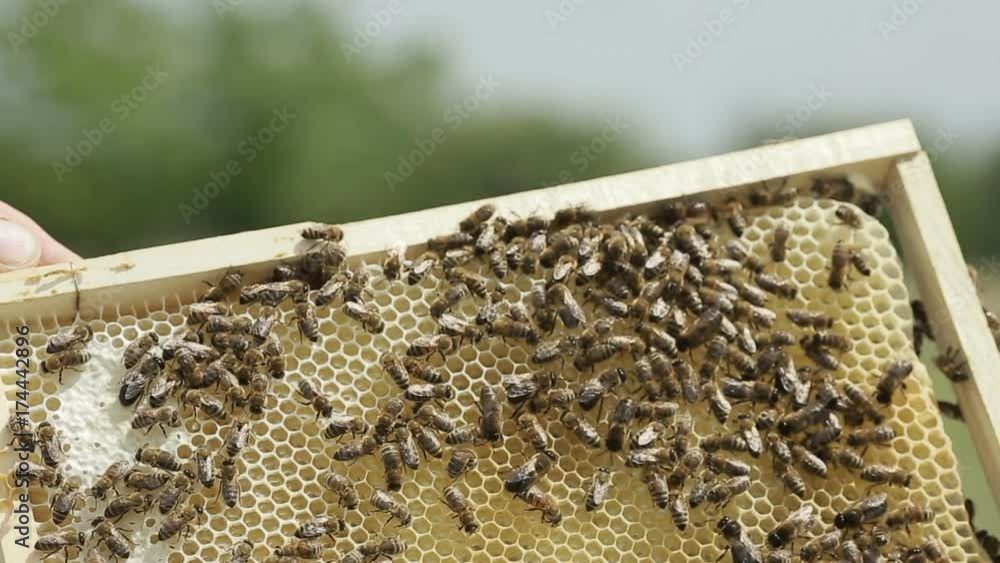 Close Up Of Hardworking Bees On Hive Close Up Of Hardworking Bees On Hive