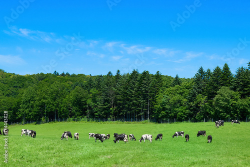 北海道　牧場　牛