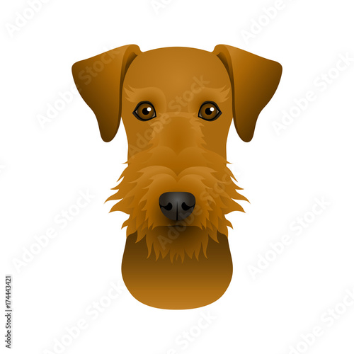 Isolated colorful head and face of airedale terrier on white background. Color flat cartoon breed dog portrait.
