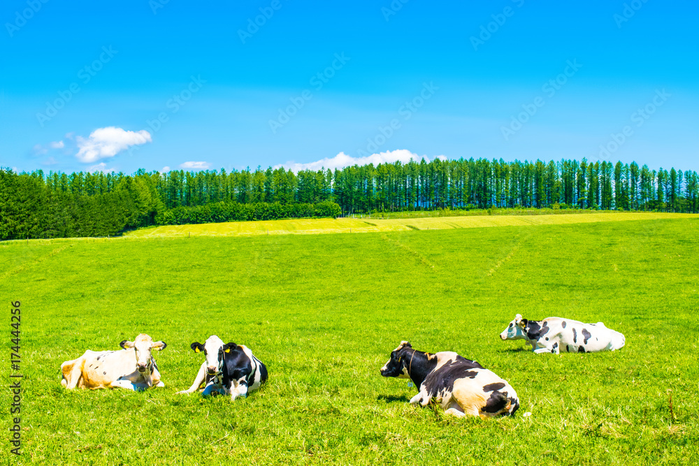 北海道 牧場 牛 Stock Photo Adobe Stock