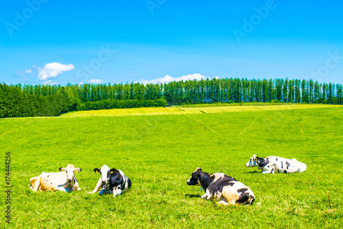 北海道　牧場　牛