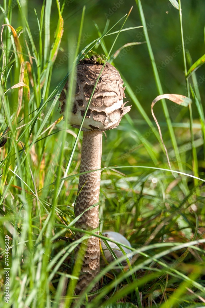 Autumn mushroom picking - Macrolepiota Procera. Morning in the meadow. Close-up view of a sponge. Autumn mushroom picking - Macrolepiota Procera. Morning in the meadow. Close-up view of a sponge.