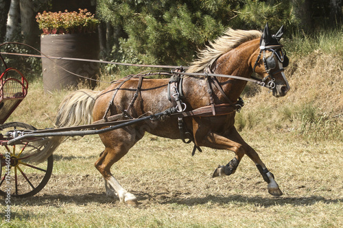 Enkelspan bruin paard strijd tijdens menwedstrijd © photoPepp