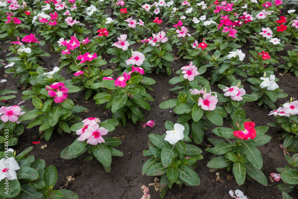 White, pink and red flowers of Catharanthus roseus