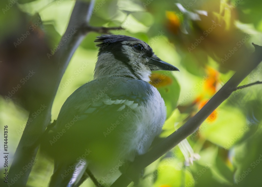 Obraz premium Jay (Cyanocitta cristata)