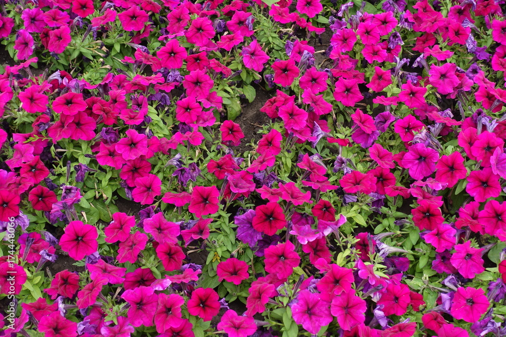 Bright magenta colored flowers of hybrid petunia
