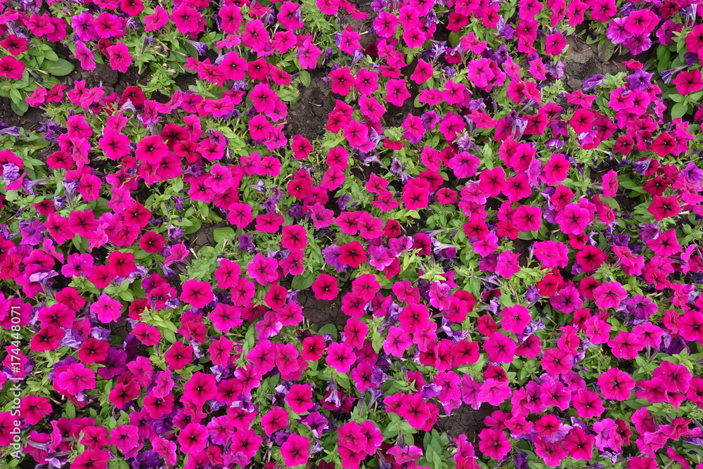 Flowerbed with magenta colored petunia from above