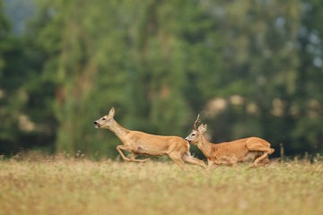 Fotobehang Ree Reebok op magisch groen grasland  © photocech