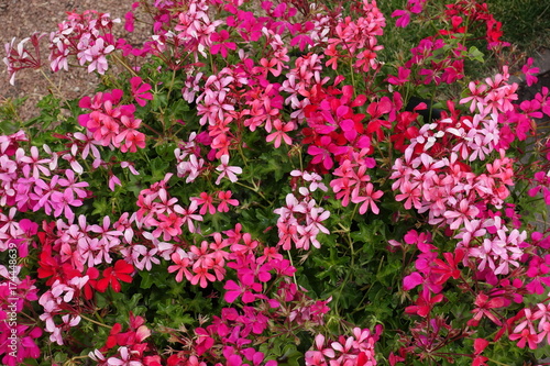 Pink, red and magenta colored flowers of ivy-leaved pelargoniums