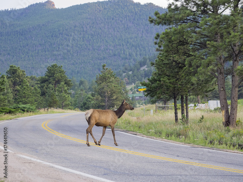 Beautiful Sika Deer Rocky crossing the road at Mountain National Park © Kit Leong