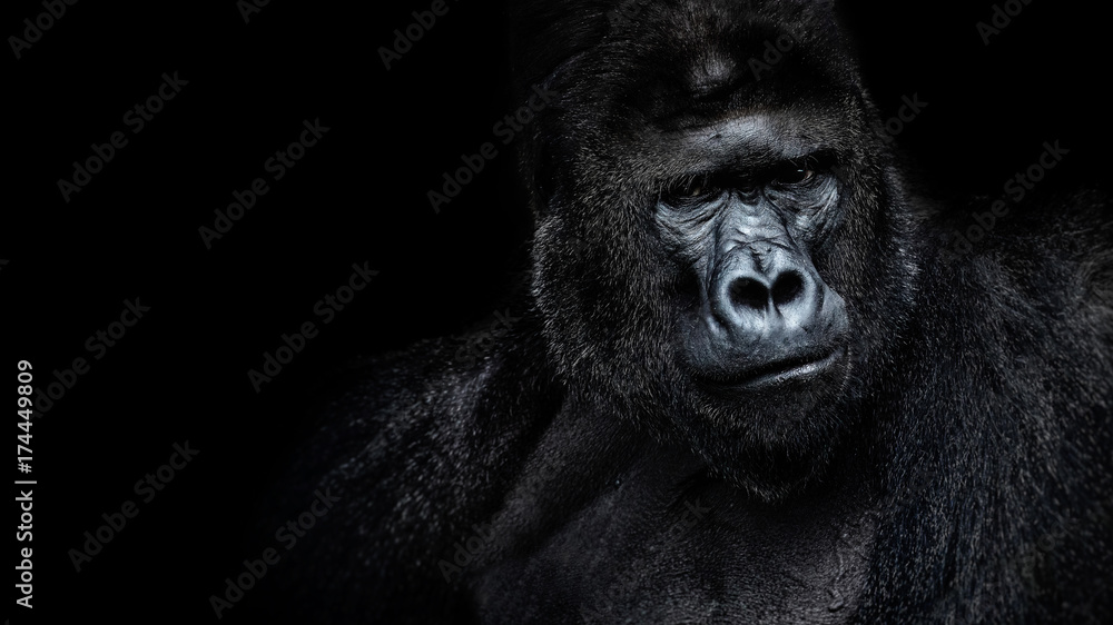 Wunschmotiv: Male gorilla on black background, Beautiful Portrait of a Gorilla. severe silverback, a
