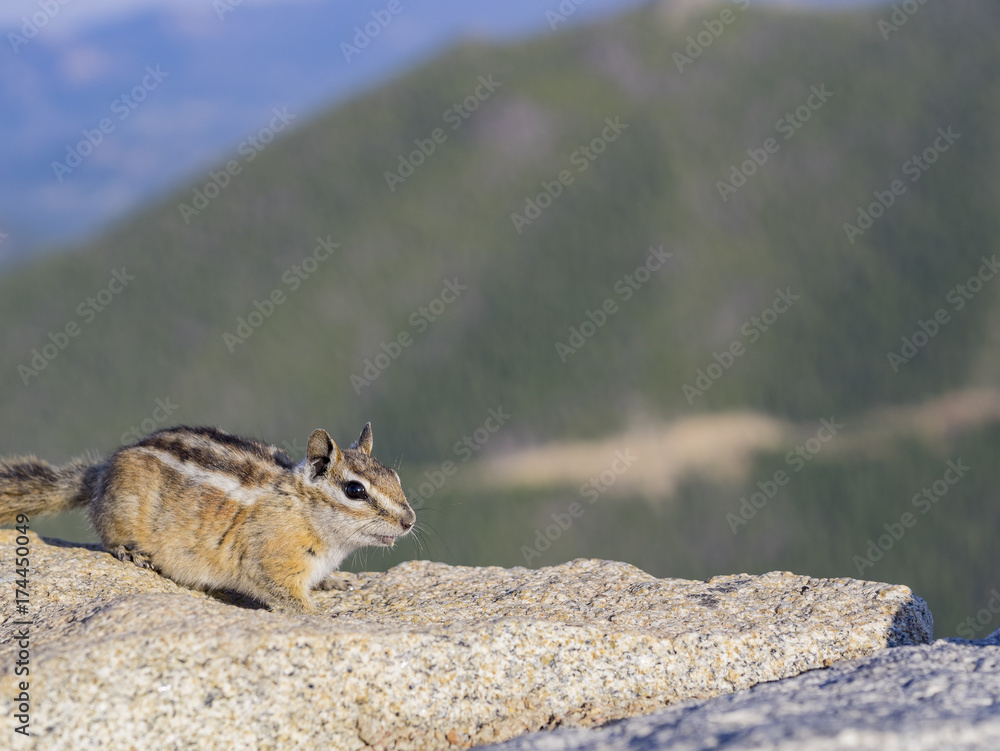 Obraz premium Cute squirrel with nut