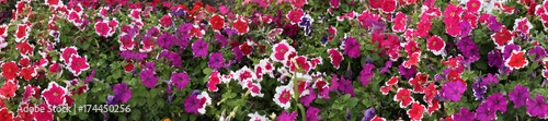 large-format panorama of flowers