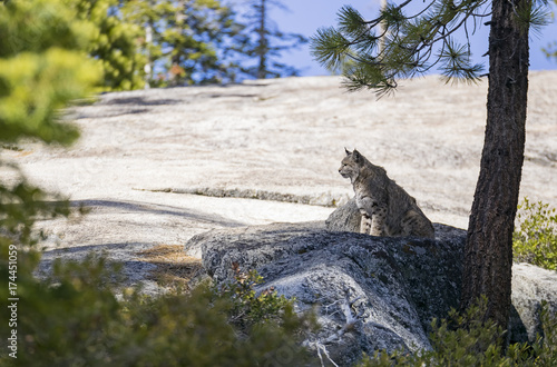 Undomesticated Cat sitting on a rock