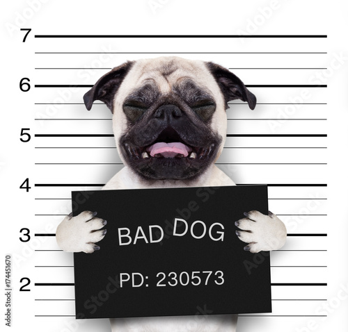 mugshot dog at police station © Javier brosch