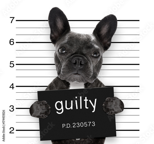 Foto mugshot dog at police station