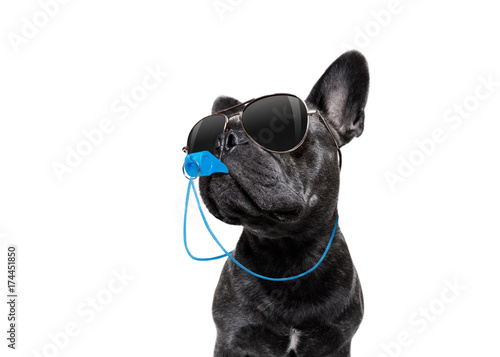 Referee dog with whistle