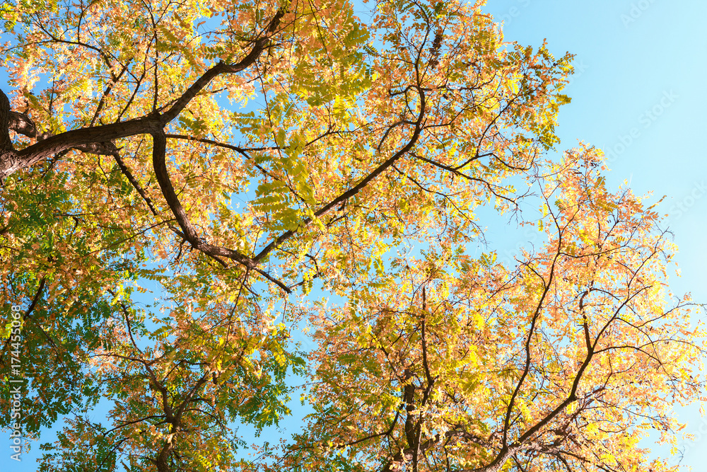 Branches with colorful autumn leaves against blue sky. Robinia pseudoacacia. Low Angle View. Toned image Branches with colorful autumn leaves against blue sky. Robinia pseudoacacia. Low Angle View. Toned image
