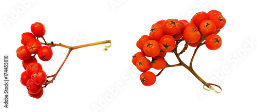 Set of rowanberries