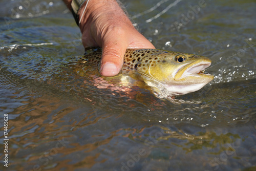 Fototapeta Naklejka Na Ścianę i Meble -  Closeup of brown trout caught in river