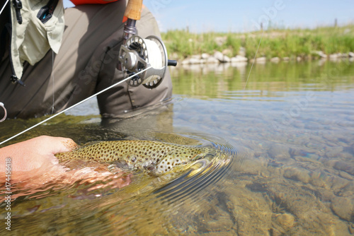 Fly fisherman in river of Montana catching brown trout