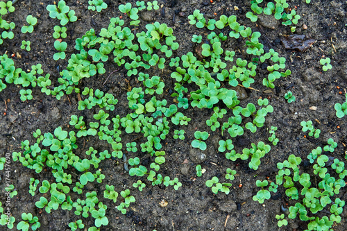 seedlings of radish on the ground
