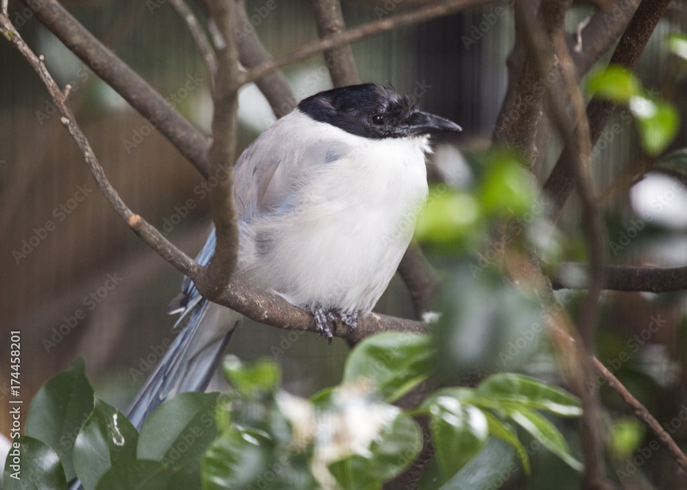 Fototapeta premium Azure-Winged Magpie (Cyanopica cyanus)
