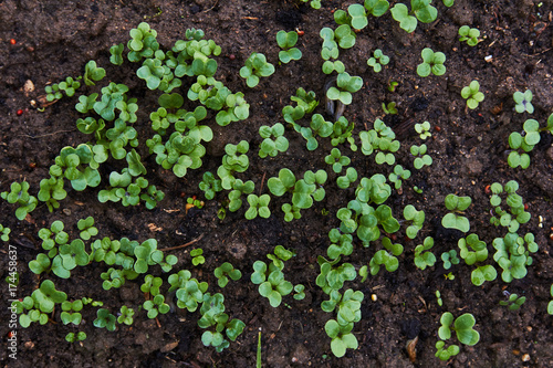 seedlings of radish on the ground