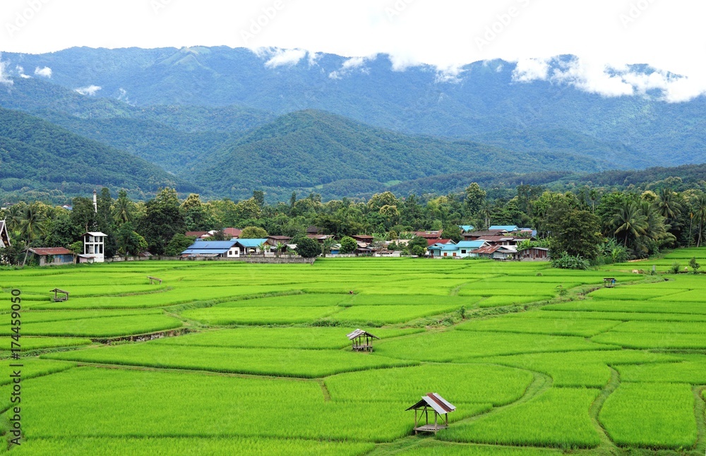 Green rice field with green mountain background and soft white clouds