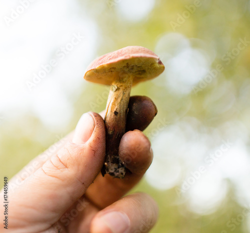 fresh edible mushroom in hand in the forest