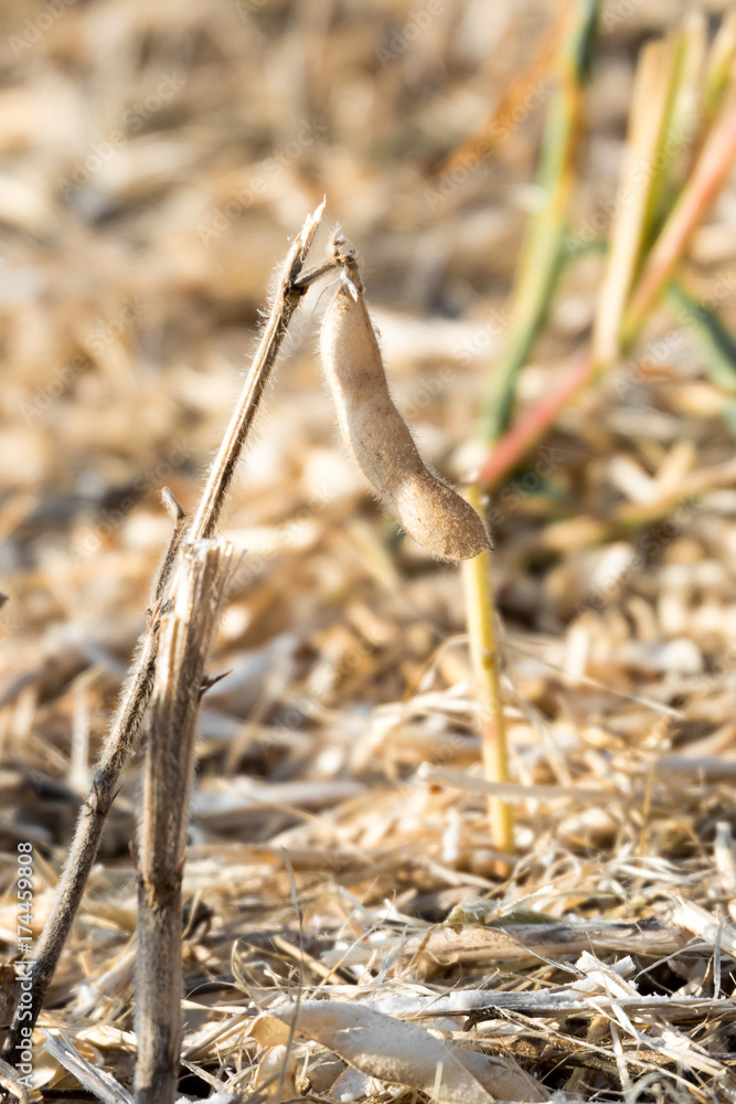 Not collected pods of ripe soybeans after harvest technique. Not collected pods of ripe soybeans after harvest technique.