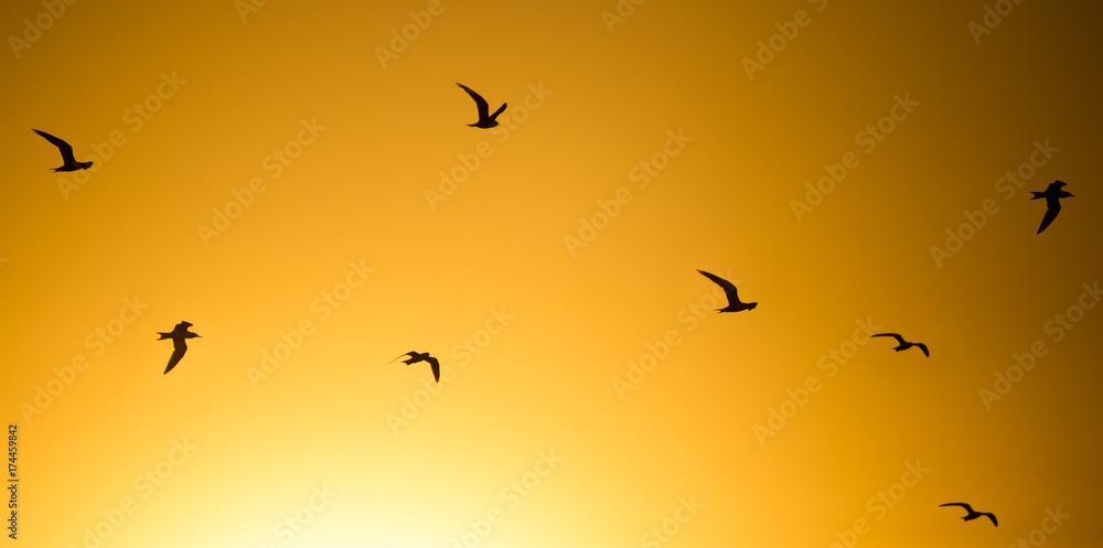 Obraz premium A flock of birds at sunset in nature