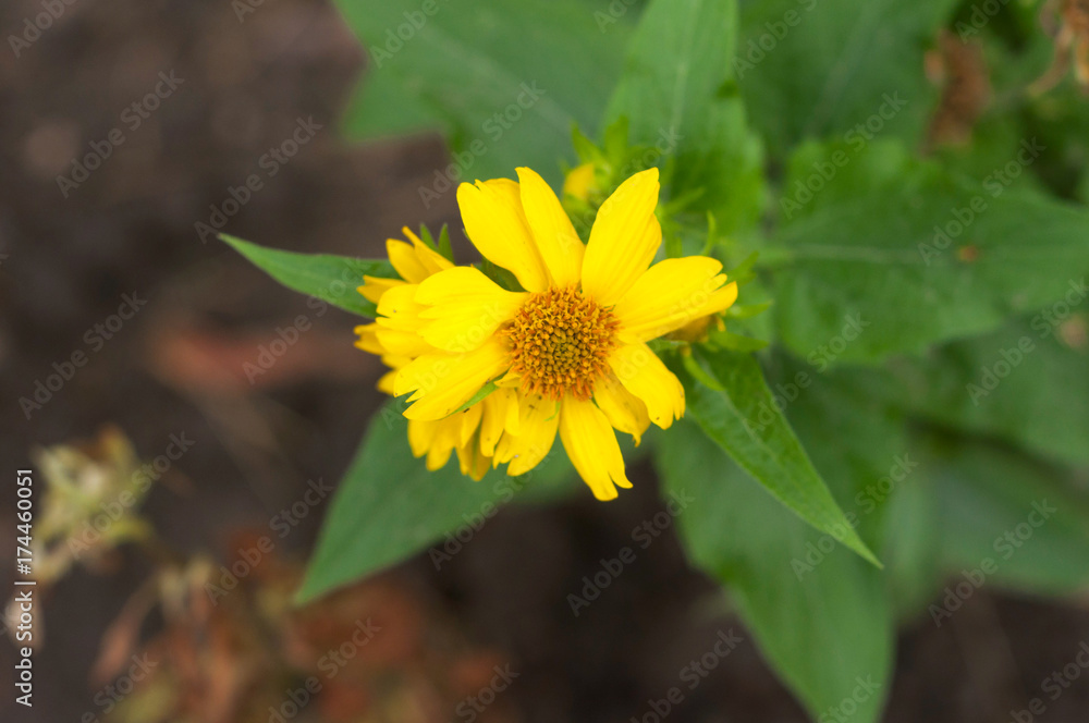 A close-up view of a yellow little flower. Top view A close-up view of a yellow little flower. Top view