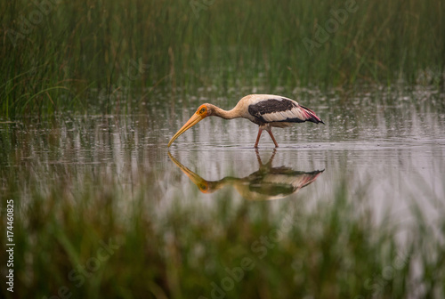 Painted Stork Bird