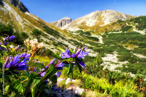 Violet flowers in West Tatras, Slovakia