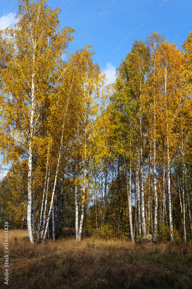 Yellow birches in autumn forest