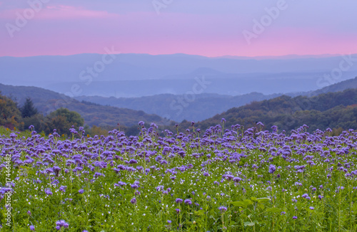 Phacelia flowers field and purple sunset sky background