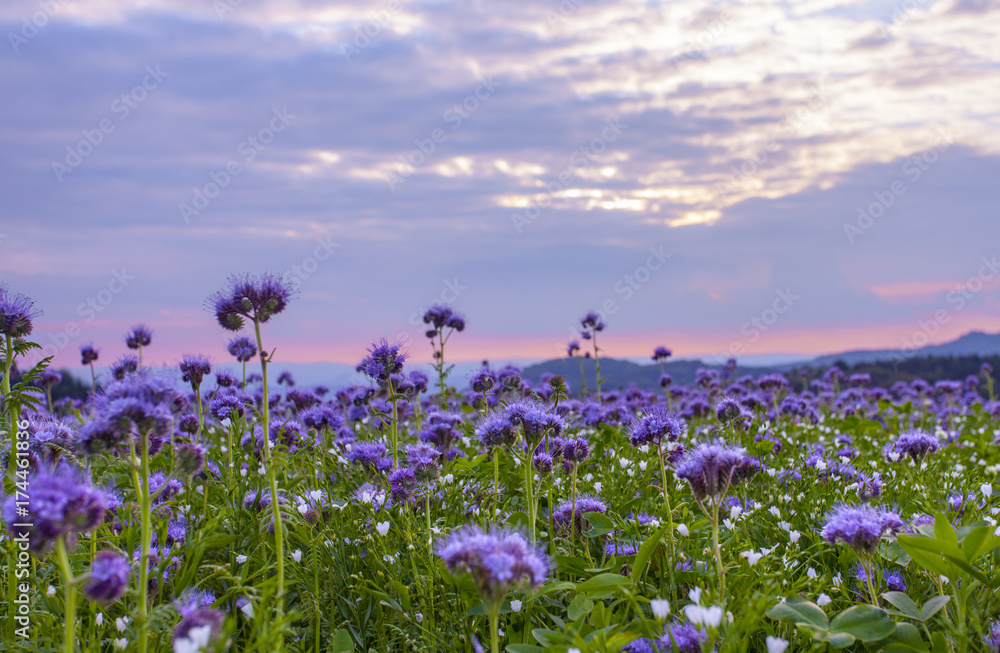 Fototapeta premium Phacelia flowers field and purple sunset sky background