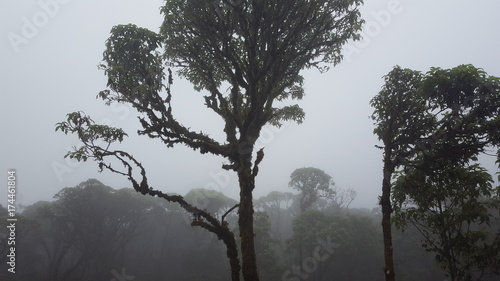 Nebelwald – Ecuador