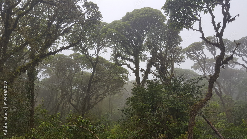 Nebelwald – Ecuador