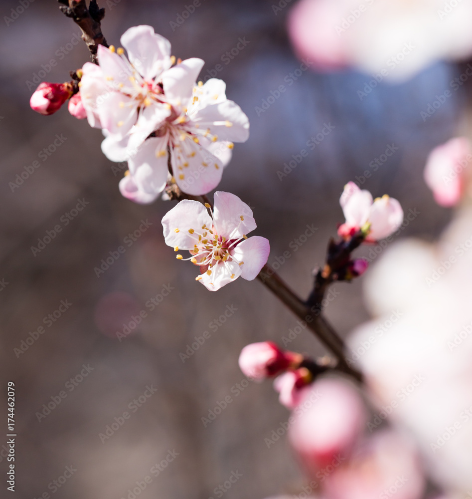 beautiful flowers on apricot branches in nature beautiful flowers on apricot branches in nature