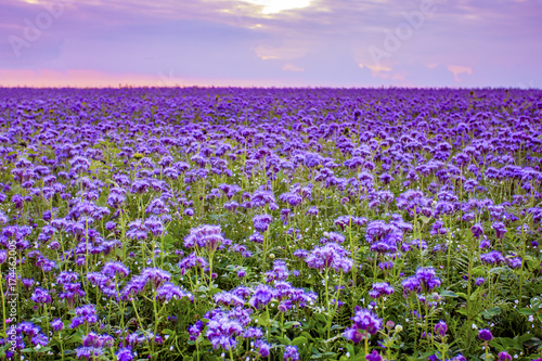 Phacelia flowers field and purple sunset sky background