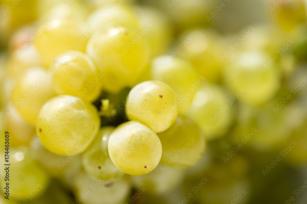 Ripe juicy green grapes in the garden